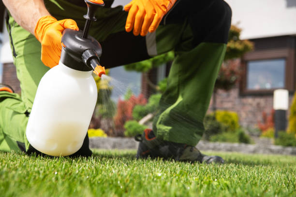 Best Rat Extermination Near Me  in Clayton, CA