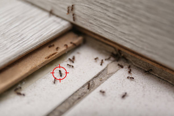 Best Local Pest Control Services  in Clayton, CA