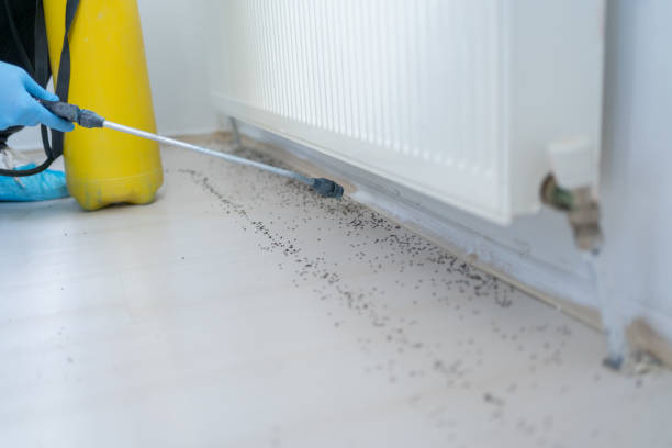 Professional Pest Control in Clayton, CA