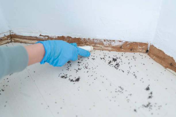 Best Cockroach Control Services  in Clayton, CA